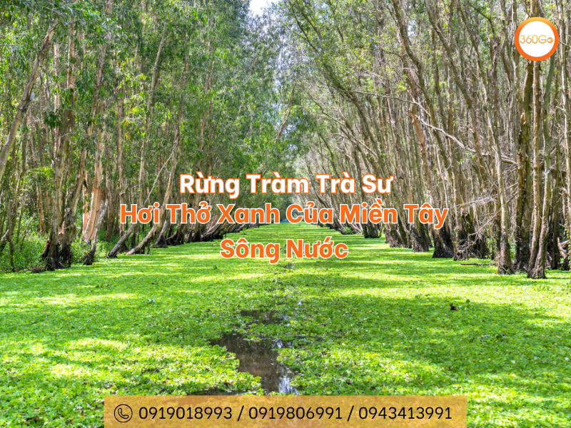 Rừng Tràm Trà Sư - Hơi Thở Xanh Của Miền Tây Sông Nước