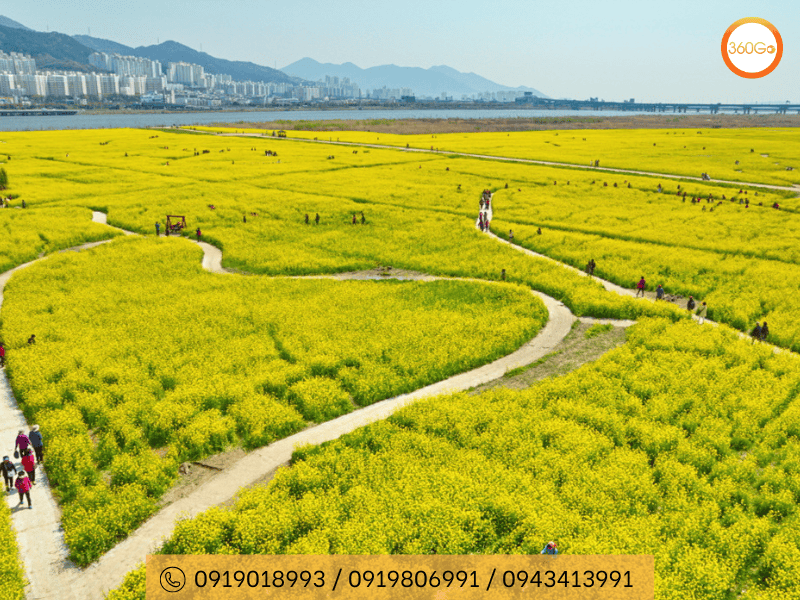 Lễ hội hoa cải vàng Jeju - Du lịch 360Go