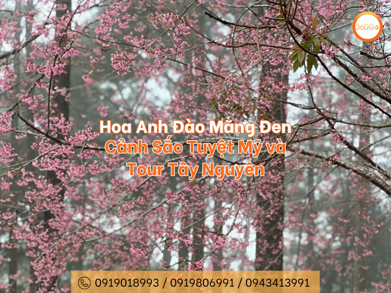 Hoa Anh Đào Măng Đen - Cảnh Sắc Tuyệt Mỹ Và Tour Tây Nguyên