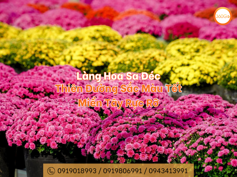 Làng hoa Sa Đéc - Thiên Đường Sắc Màu Tết Miền Tây Rực Rỡ
