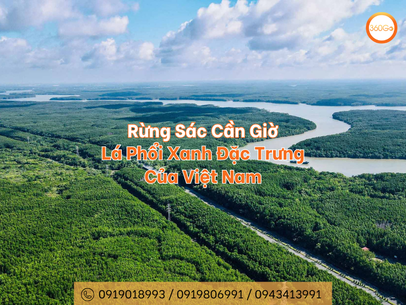Rừng Sác Cần Giờ - Lá Phổi Xanh Đặc Trưng Của Việt Nam