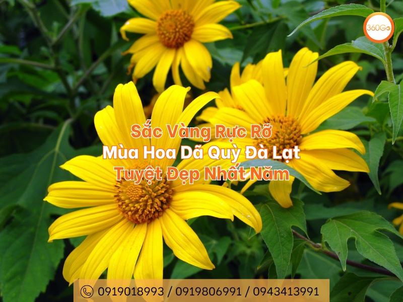 Sắc Vàng Rực Rỡ: Mùa Hoa Dã Quỳ Đà Lạt Tuyệt Đẹp Nhất Năm