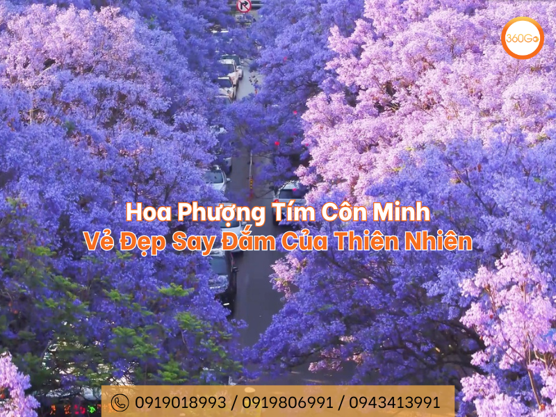 Hoa Phượng Tím Côn Minh - Vẻ Đẹp Say Đắm Của Thiên Nhiên