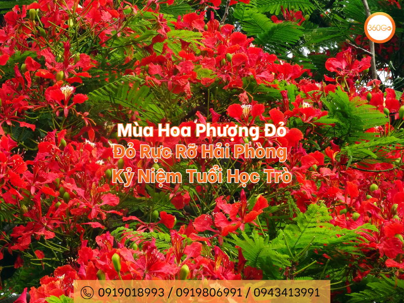 Mùa Hoa Phượng Đỏ Rực Rỡ Hải Phòng - Kỷ Niệm Tuổi Học Trò